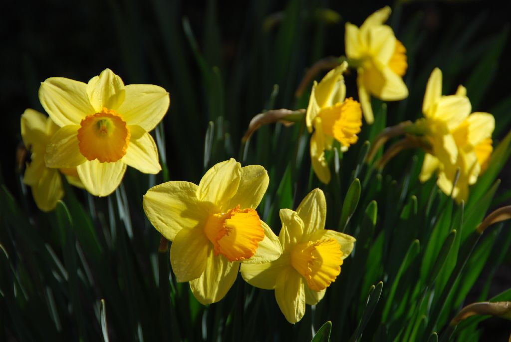 der-frhling-ist-da