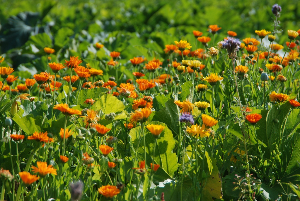 Blumen in Hartl